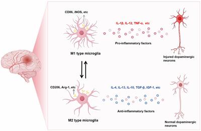 Neuroinflammation in Parkinson’s disease: focus on the relationship between miRNAs and microglia